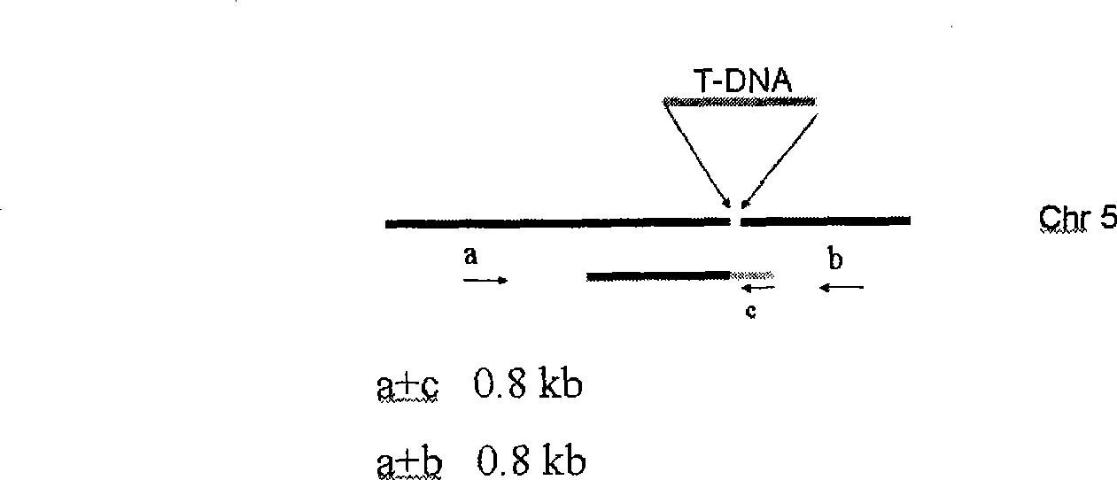 Method for appraising albino seeding gene type wound curing