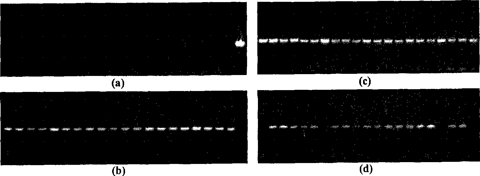 Method for appraising albino seeding gene type wound curing