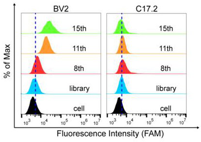 Nucleic acid aptamer for detecting microglial cells and application of nucleic acid aptamer