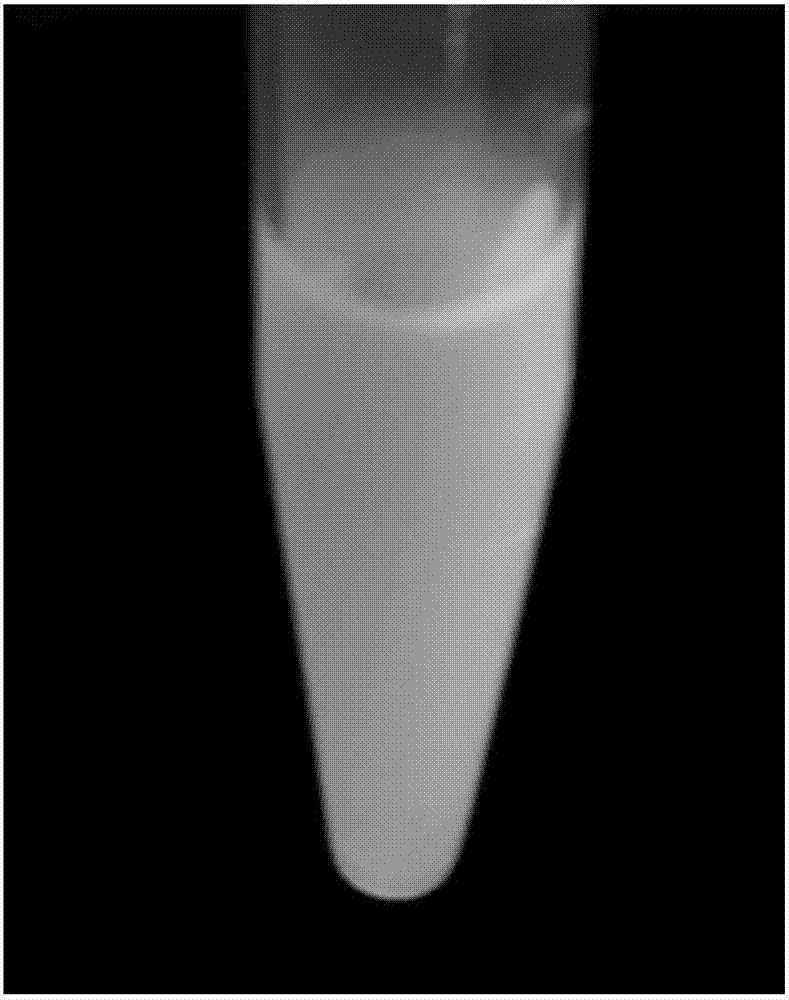 Method for preparing perovskite quantum dot nanorod from methylamine lead bromide perovskite quantum dots