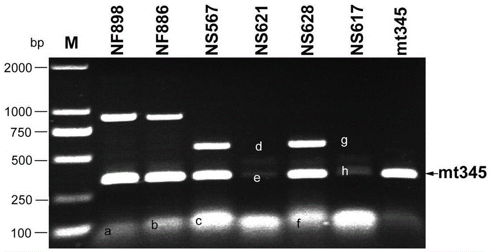 A method for breeding onion male sterile lines and maintainer lines using molecular markers