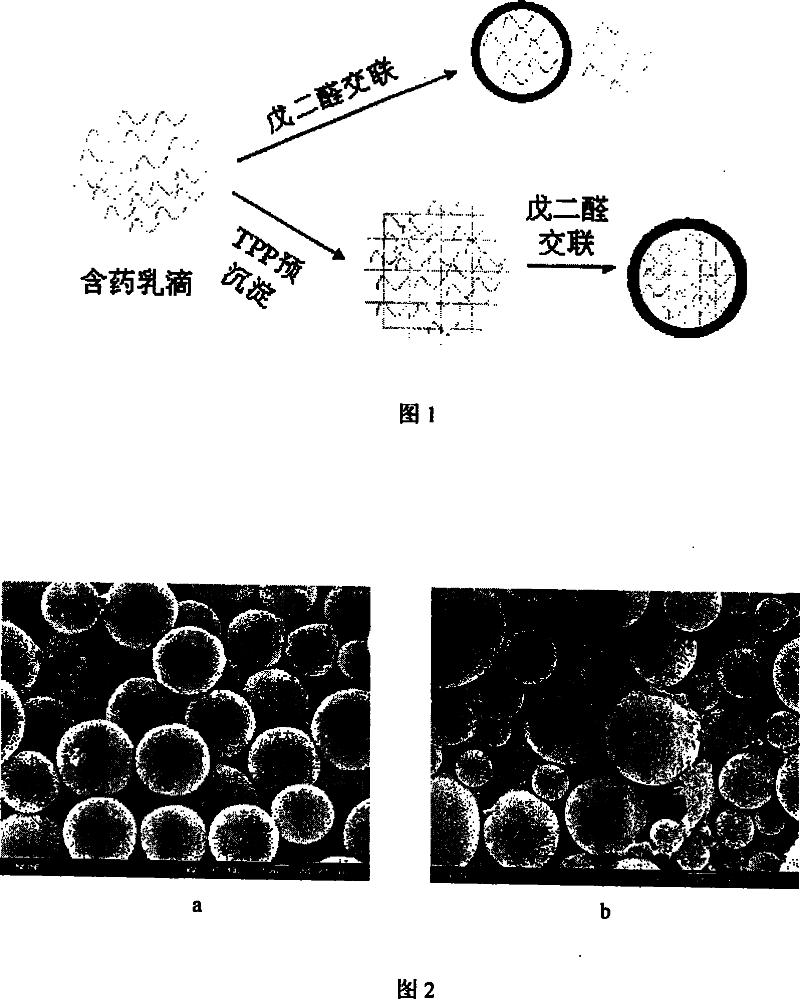 Chitosan drug carrying microsphere with uniform size, high embedding rate and high drug activity maintaining rate and its preparation process