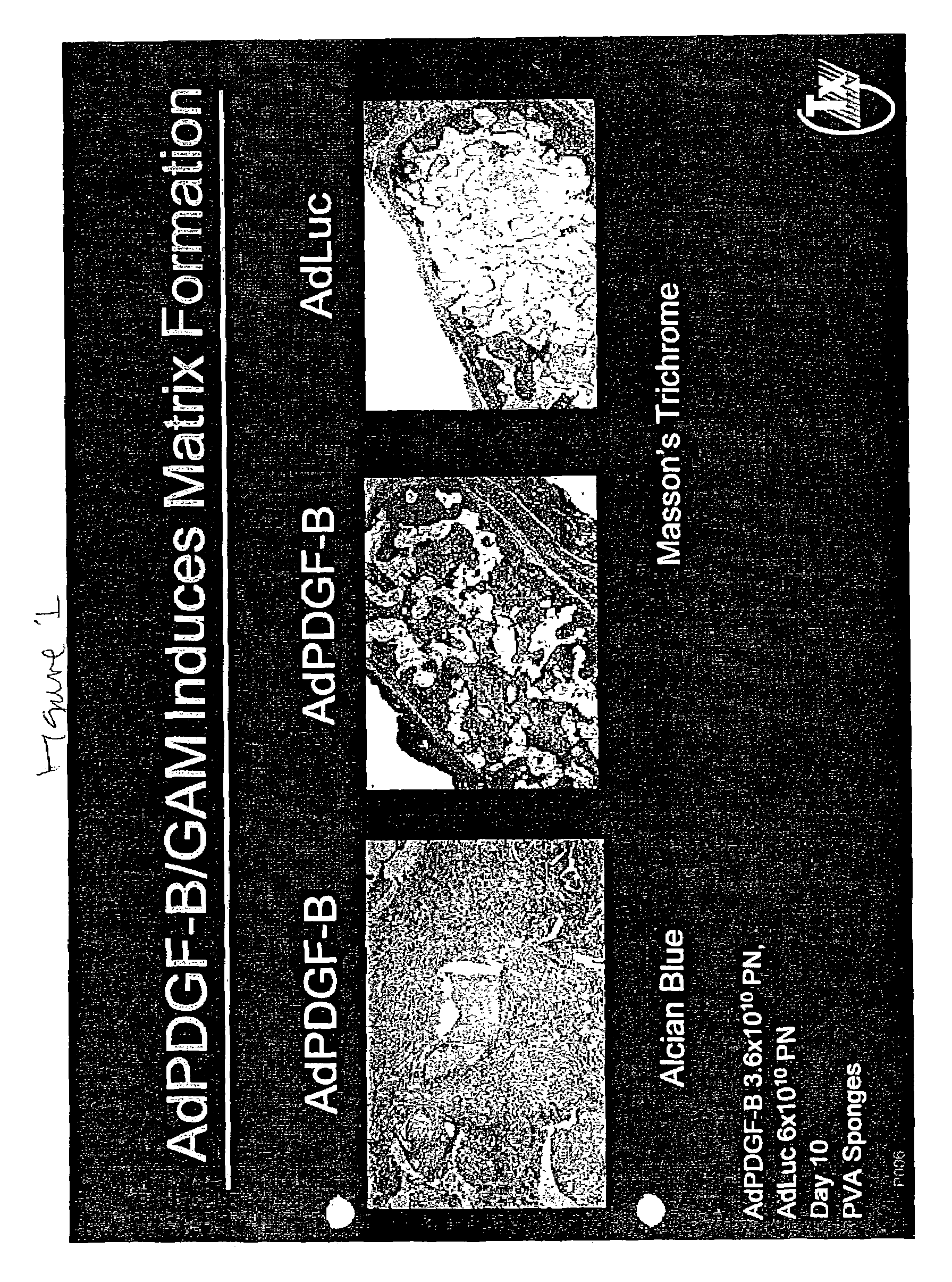 Traversal of nucleic acid molecules through a fluid space and expression in repair cells