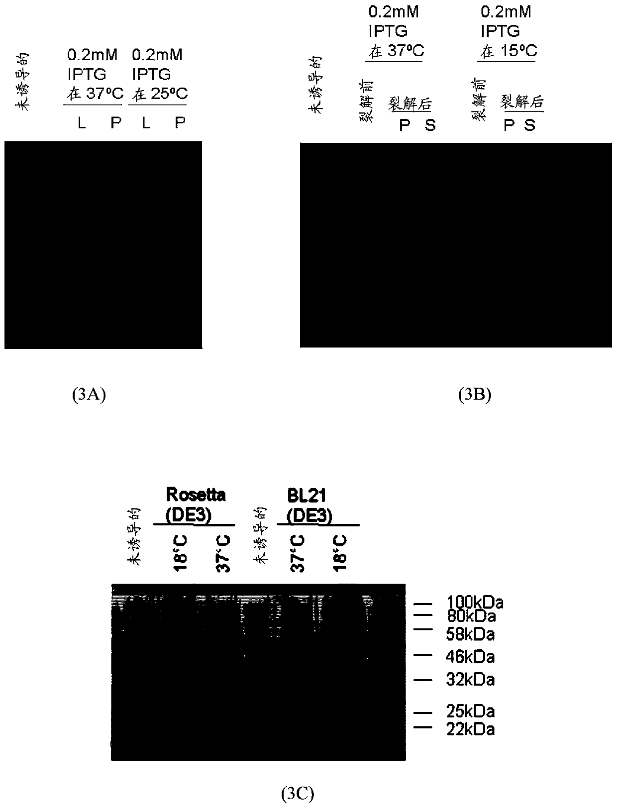 A synthetic polypeptide epitope based vaccine composition