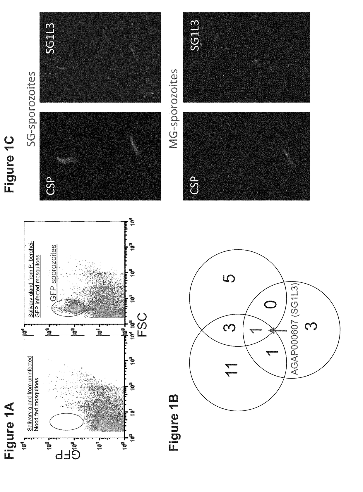 Mosquito Saliva Protein Malaria Vaccine