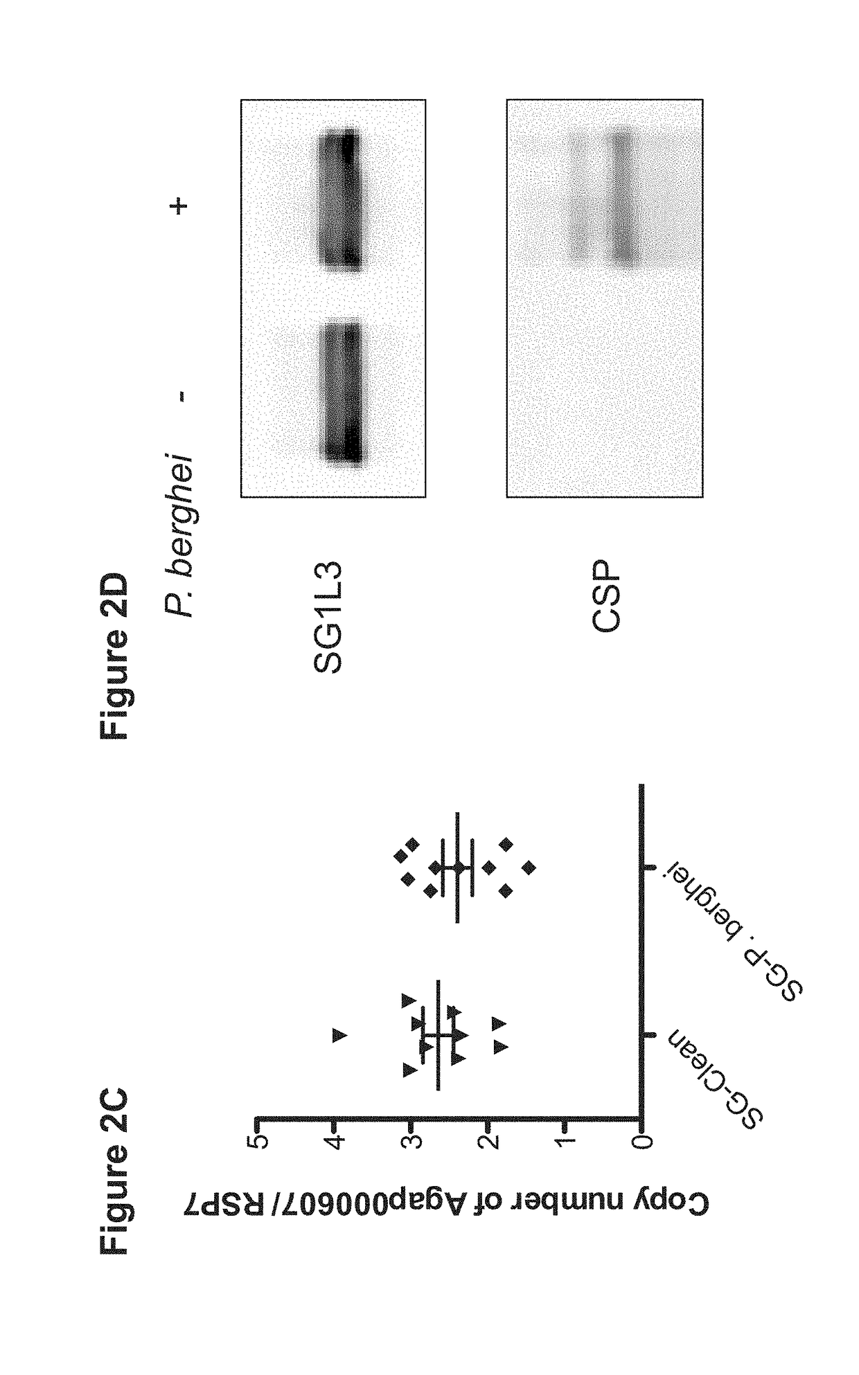 Mosquito Saliva Protein Malaria Vaccine