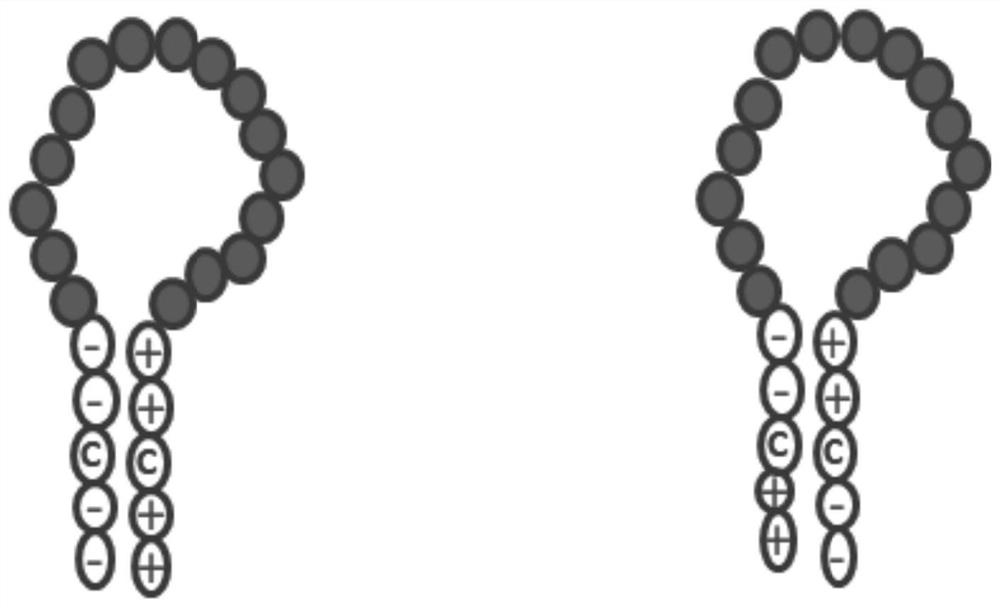 Zipper fastener structure for promoting formation of protein dimer and application of zipper fastener structure