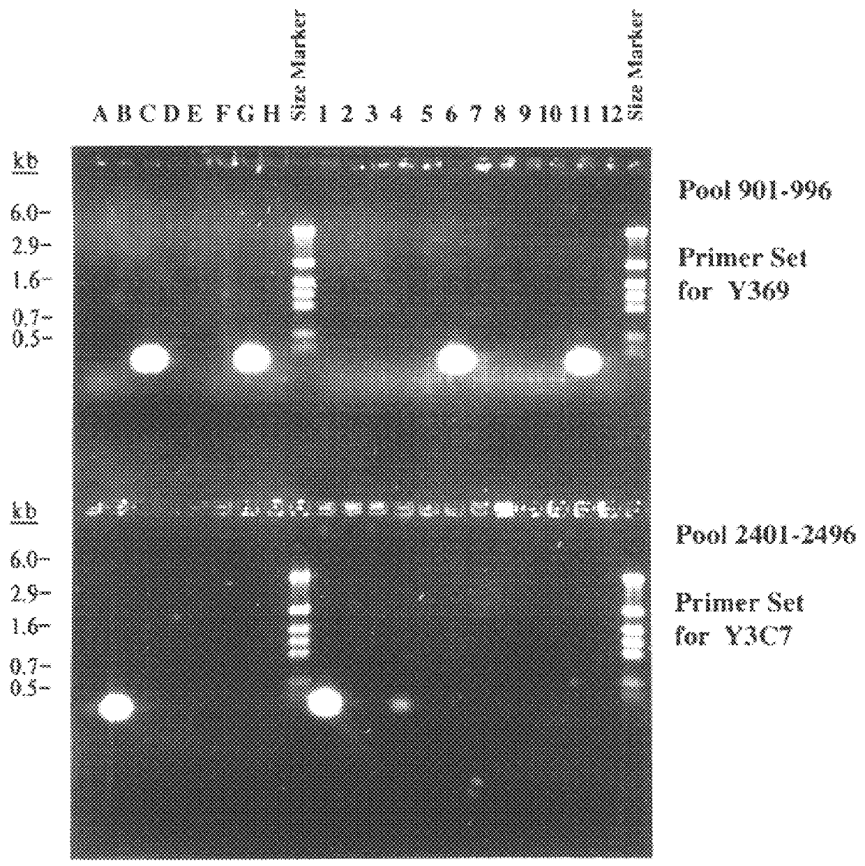 Method for isolating a polynucleotide of interest from the genome of a mycobacterium using a BAC-based DNA library application to the detection of mycobacteria
