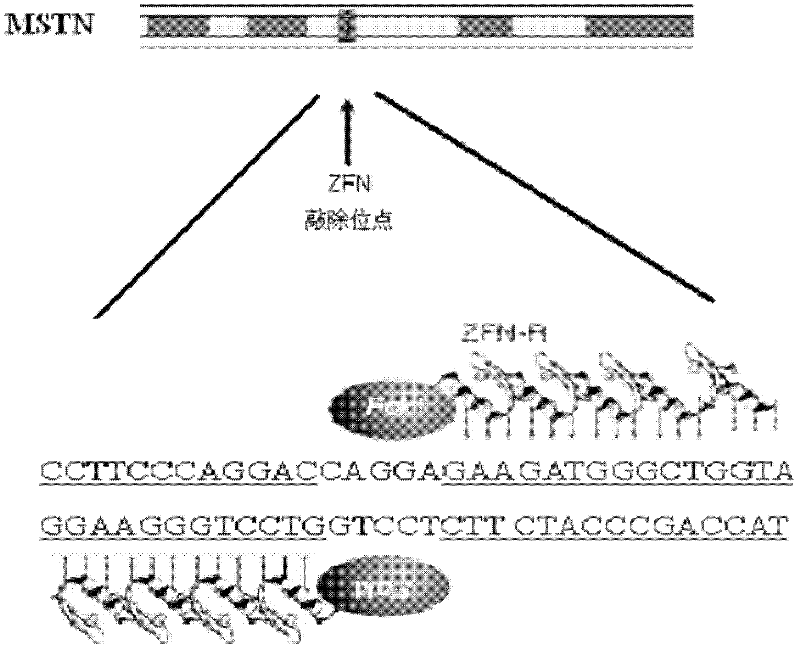 Zinc finger nuclease knockout specific target site of myostatin gene