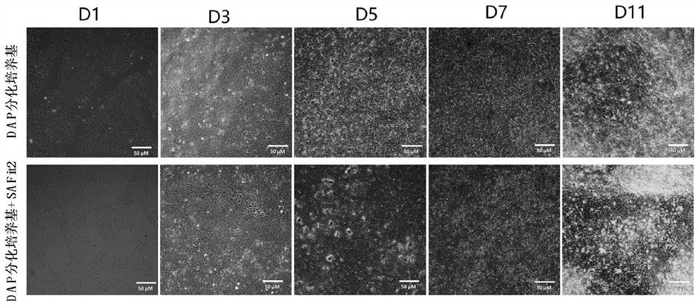Application of SAFit2 and culture medium in promoting differentiation of human induced pluripotent stem cells to dopaminergic neurons