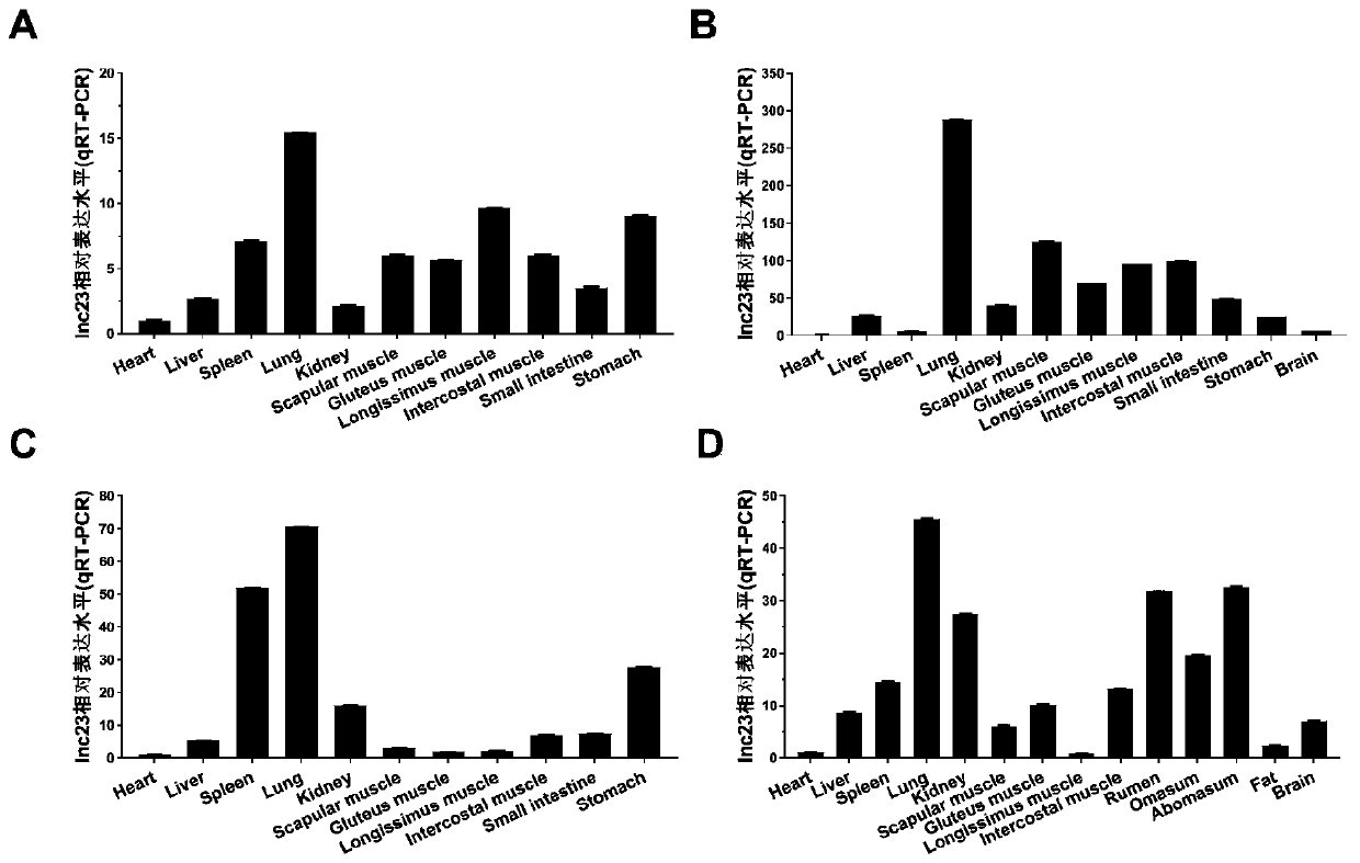 Method for promoting myogenic differentiation of bovine skeletal muscle satellite cells