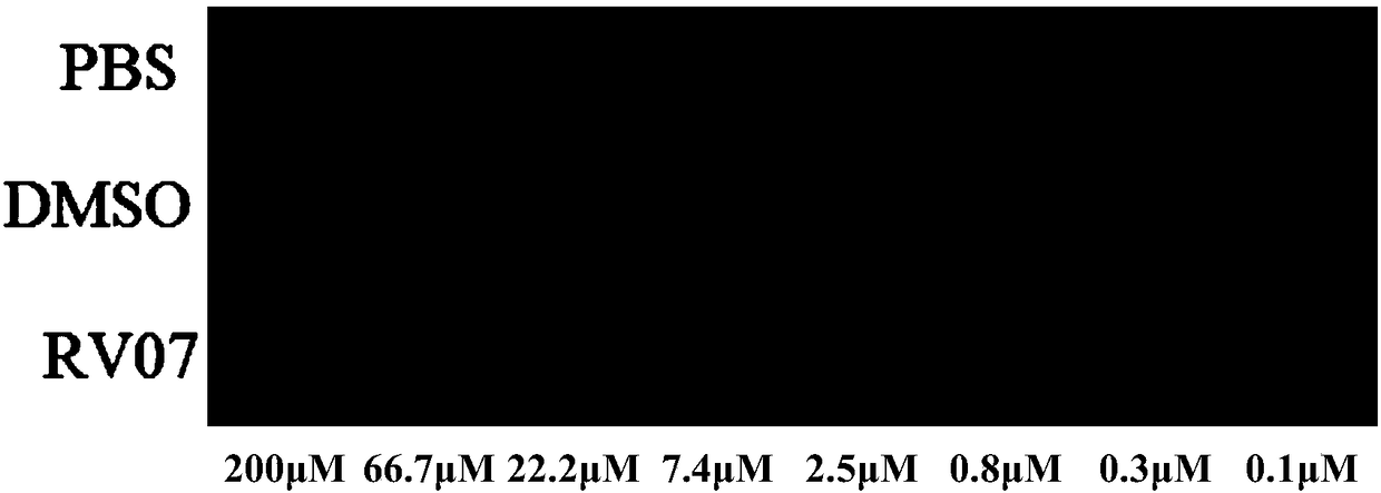 Application of imine phenazine compound as rabies virus inhibitor