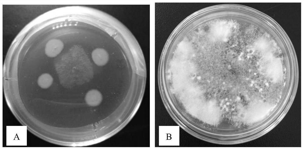 Bacillus firmus as well as preparation method and application thereof