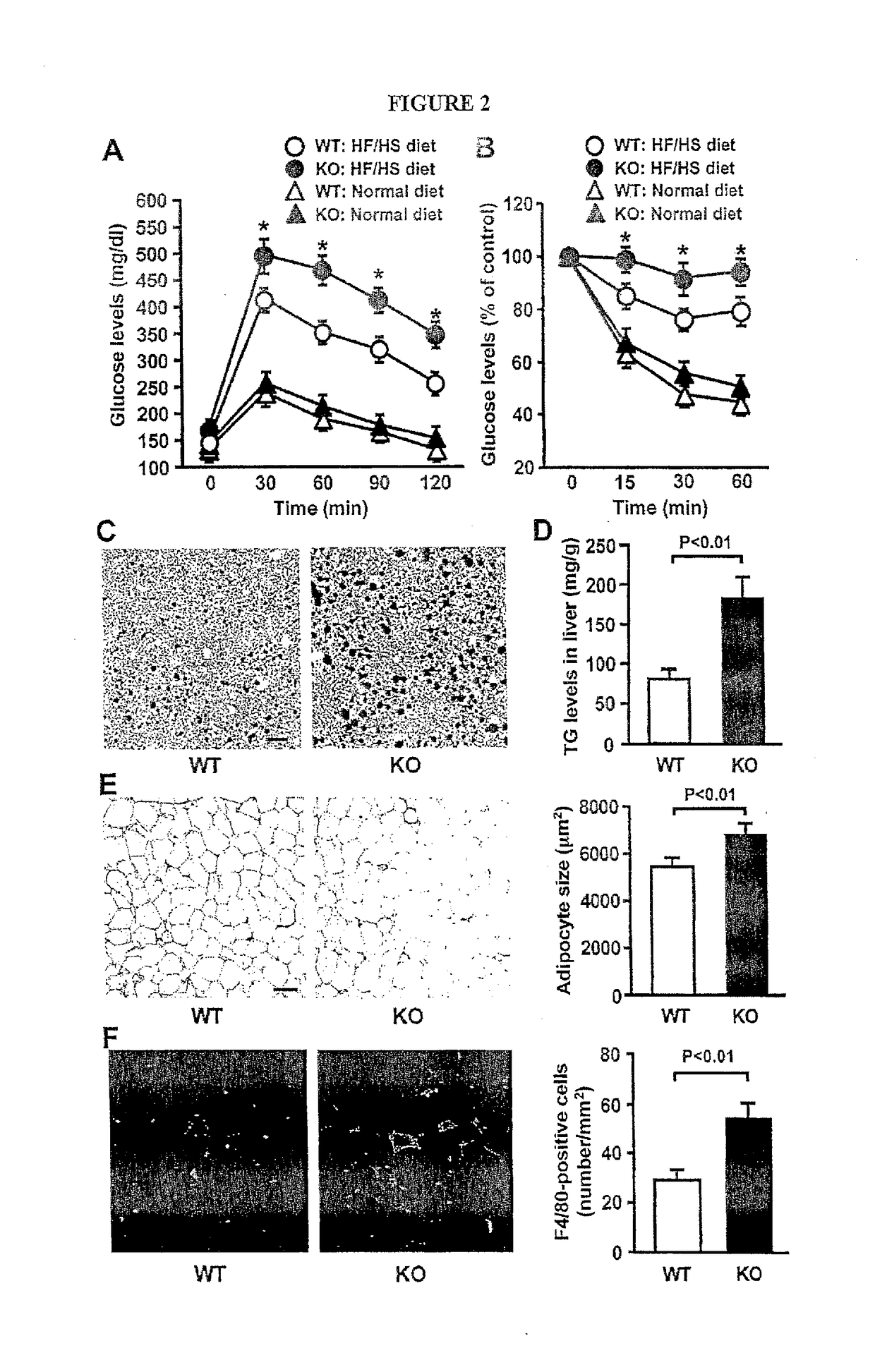 Compounds and methods to measure metabolic function and restore normal metabolic function