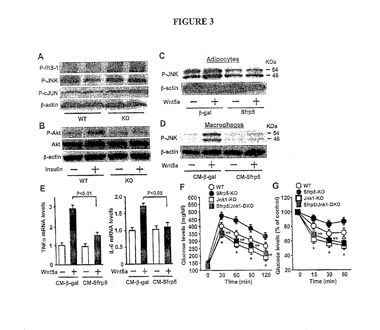 Compounds and methods to measure metabolic function and restore normal metabolic function