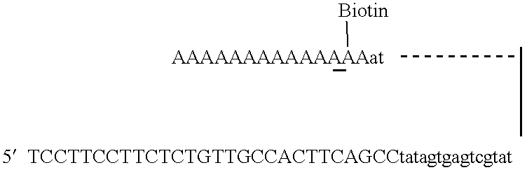 Isothermal exponential RNA amplification in complex mixtures