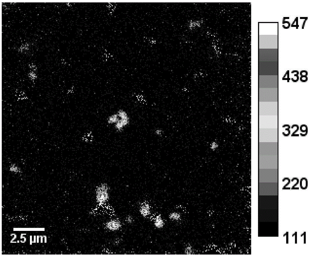 Method for identifying whether anammox bacteria in anammox reactor sludge utilize organic matter