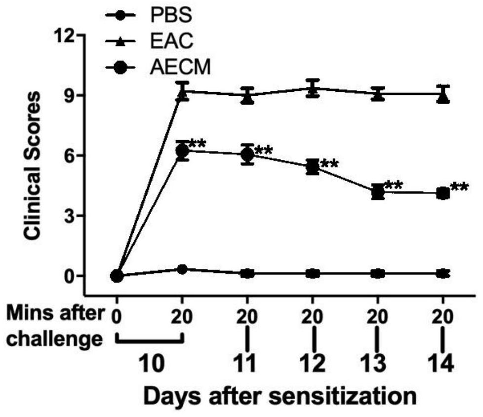 Pharmaceutical application of amniotic epithelial cell conditioned medium