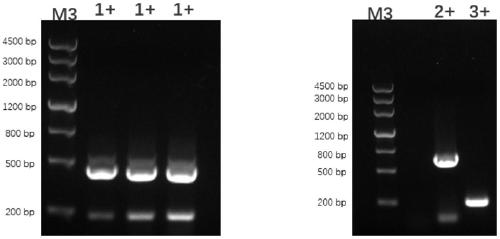 Application of needle mushroom genes Fvegt1, Fvegt2 and Fvegt3 to synthesis of ergothioneine