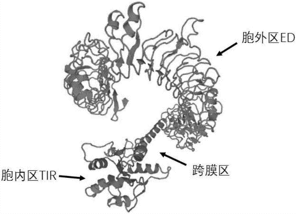 Disease-resistant Toll9 protein of prawns, cDNA for encoding Toll9 protein and application of Toll9 protein