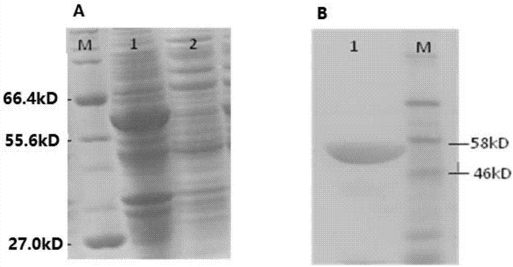 Disease-resistant Toll9 protein of prawns, cDNA for encoding Toll9 protein and application of Toll9 protein