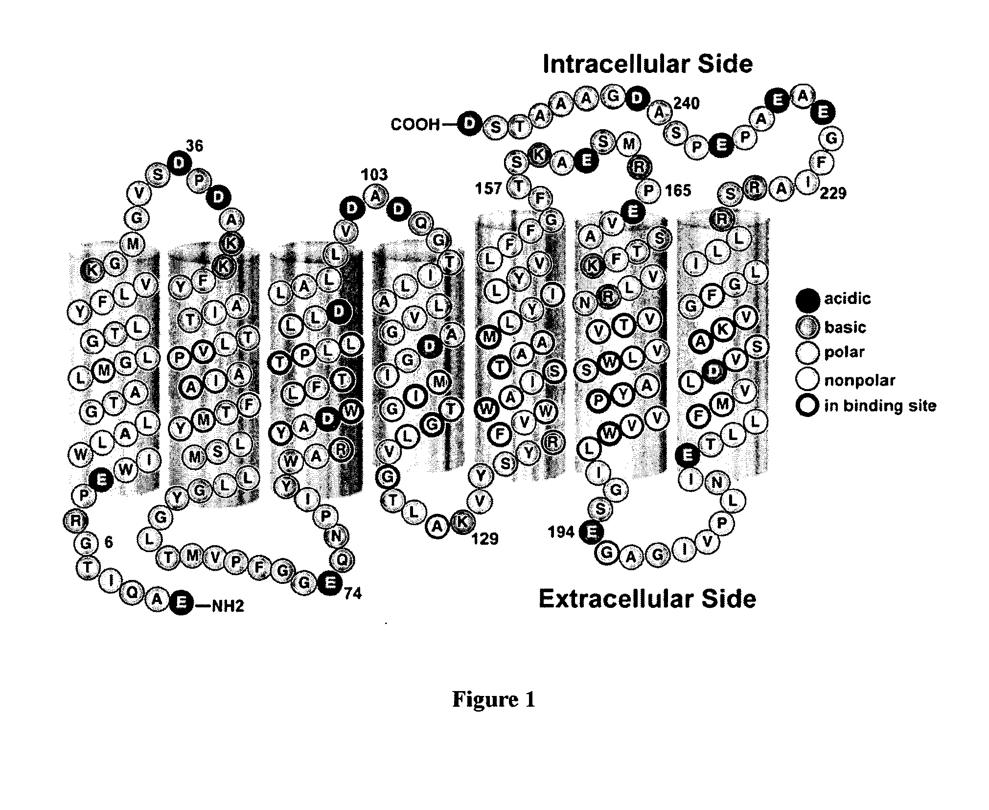 Bacteriorhodopsin Protein Variants and Methods of Use for Long Term Data Storage