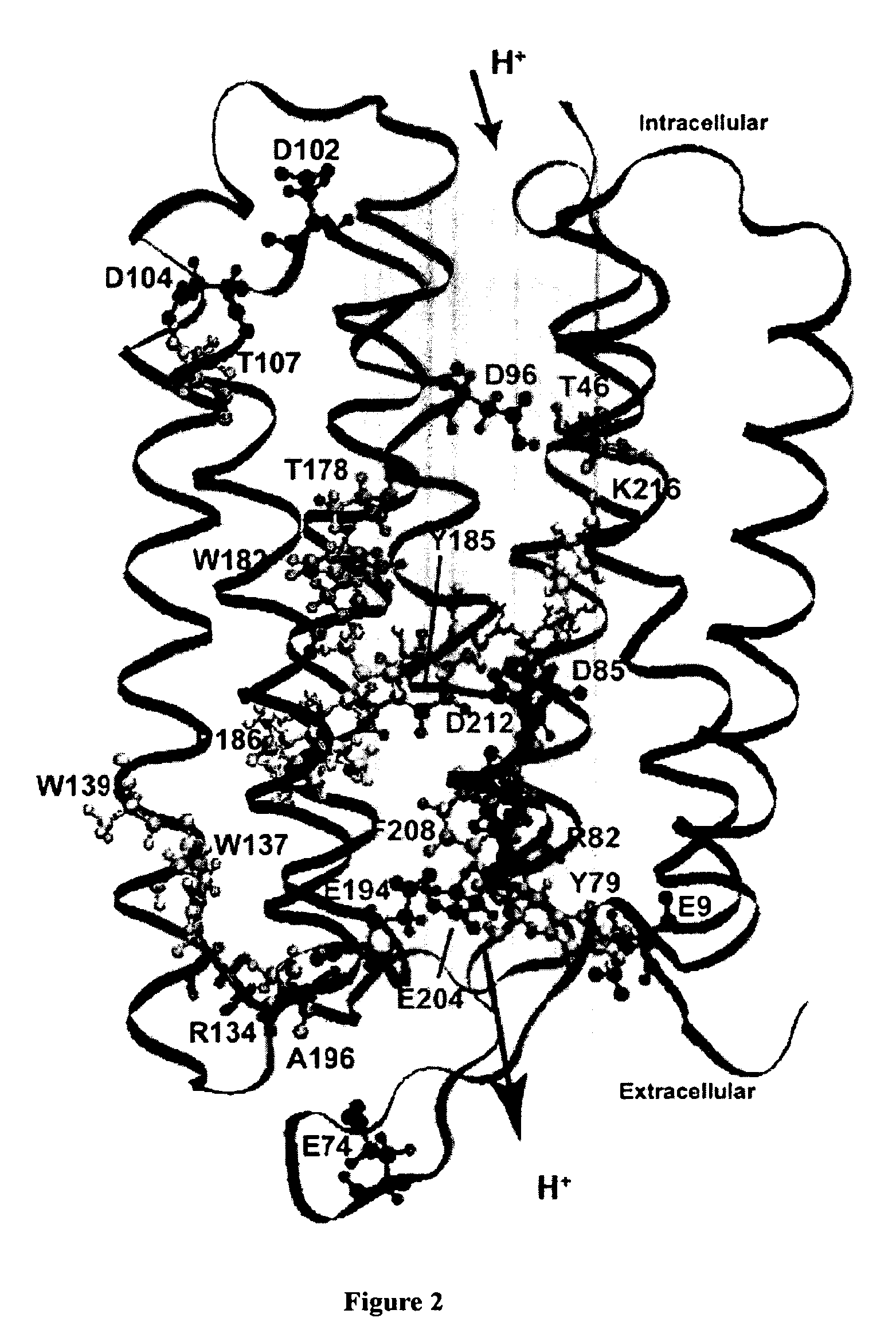 Bacteriorhodopsin Protein Variants and Methods of Use for Long Term Data Storage