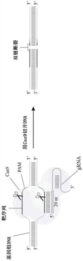 Optimized genetic tools for modifying bacteria