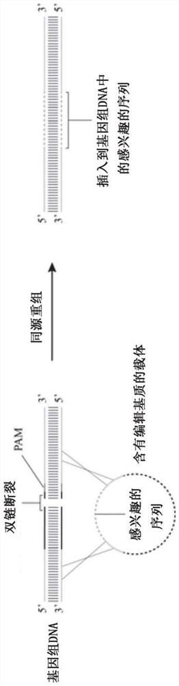 Optimized genetic tools for modifying bacteria