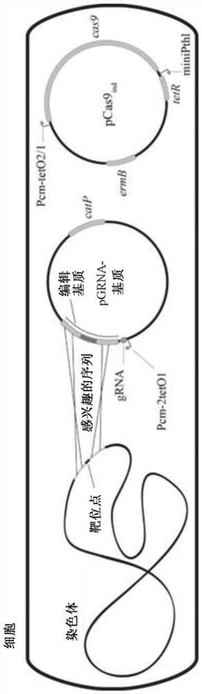 Optimized genetic tools for modifying bacteria