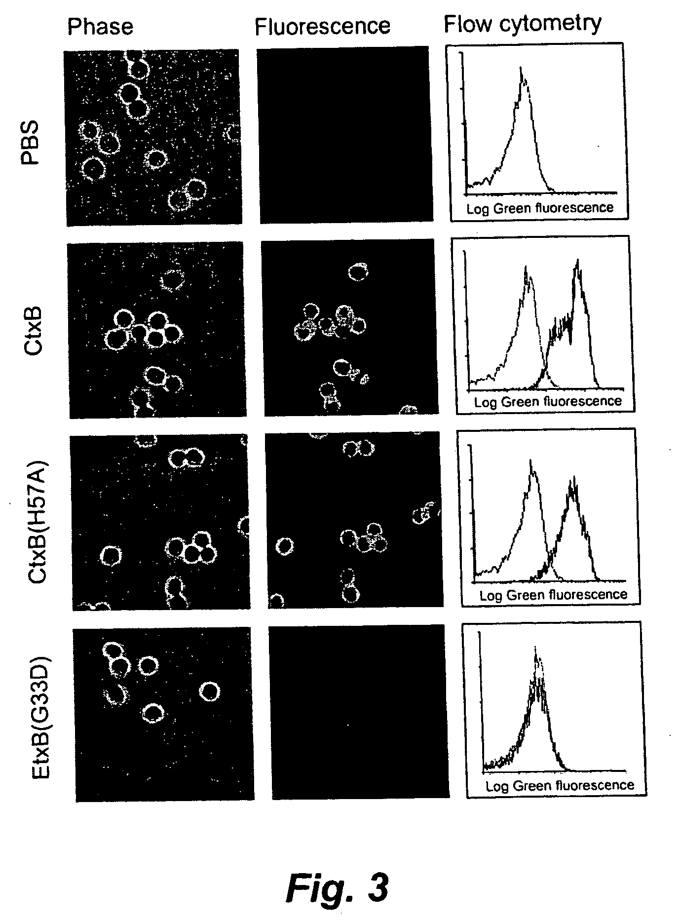 Mutant forms of EtxB and CtxB and their use as carriers