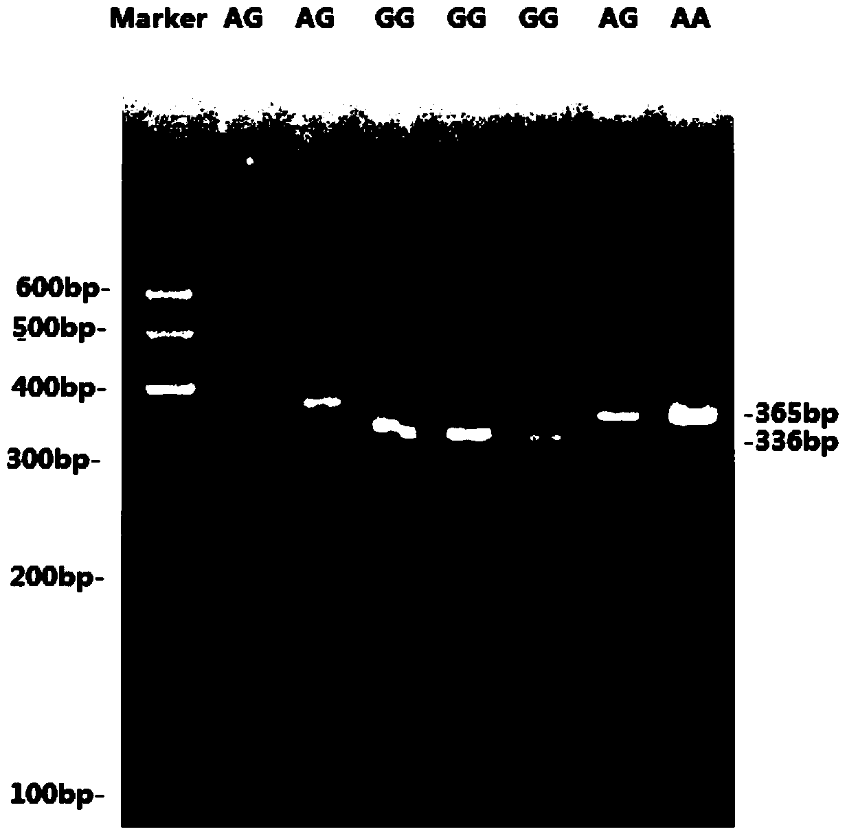 Detection method and application of goat atbf1 gene single nucleotide polymorphism