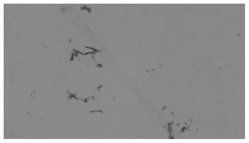 Bacillus velezensis ZH902 and application thereof