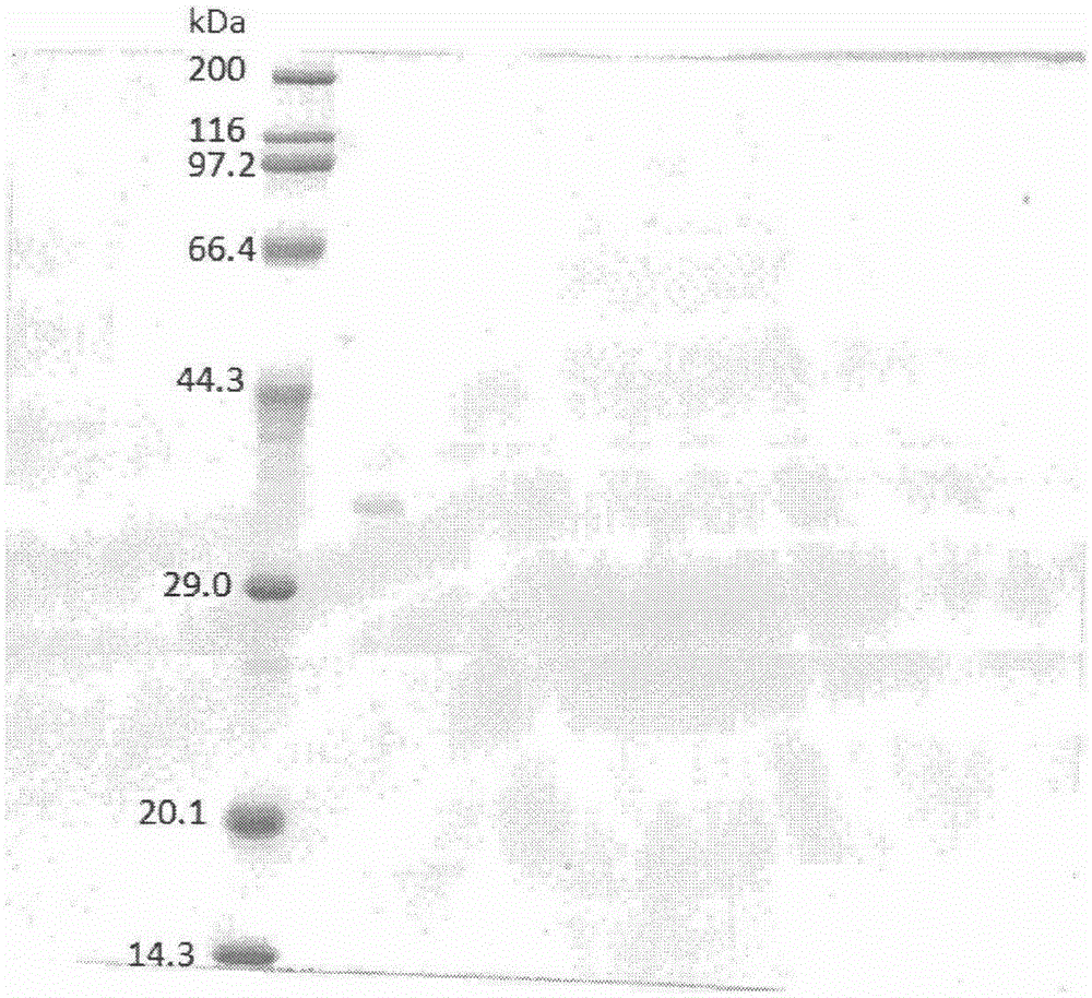 Burkholderia gladioli strain and method for producing alkaline lipase through strain fermentation