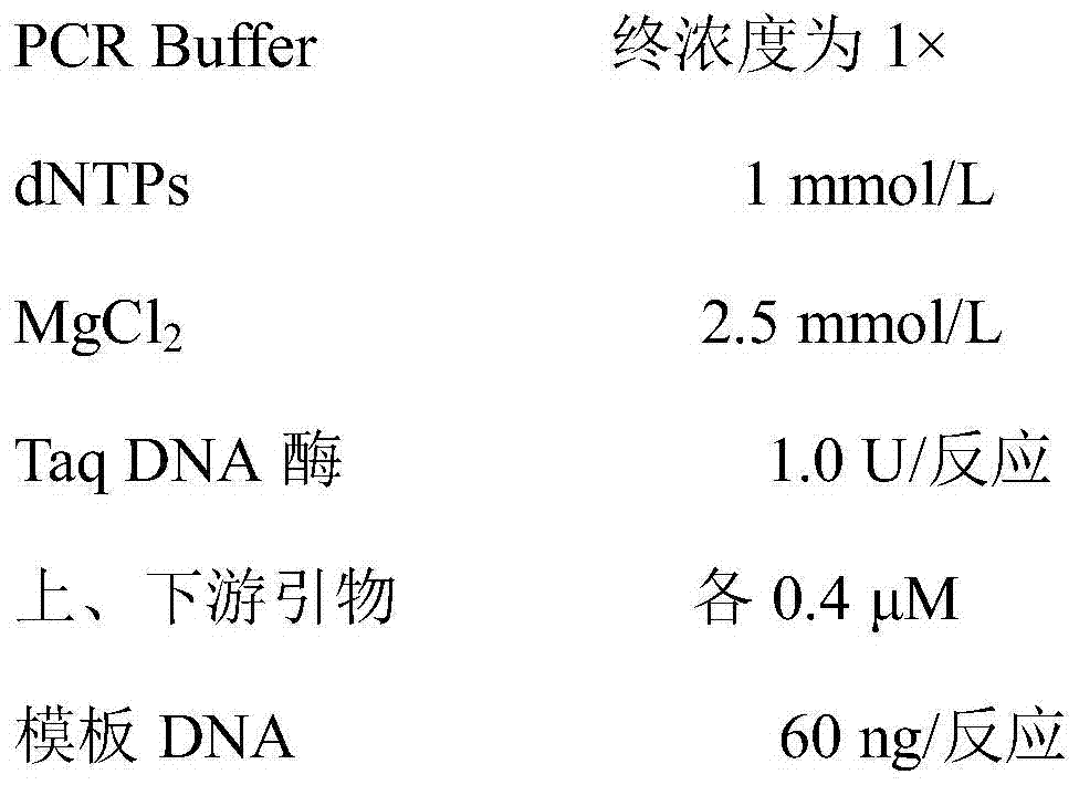 Molecular-specific marker primers and identification methods of Camellia oleifera Variety Changlin 18