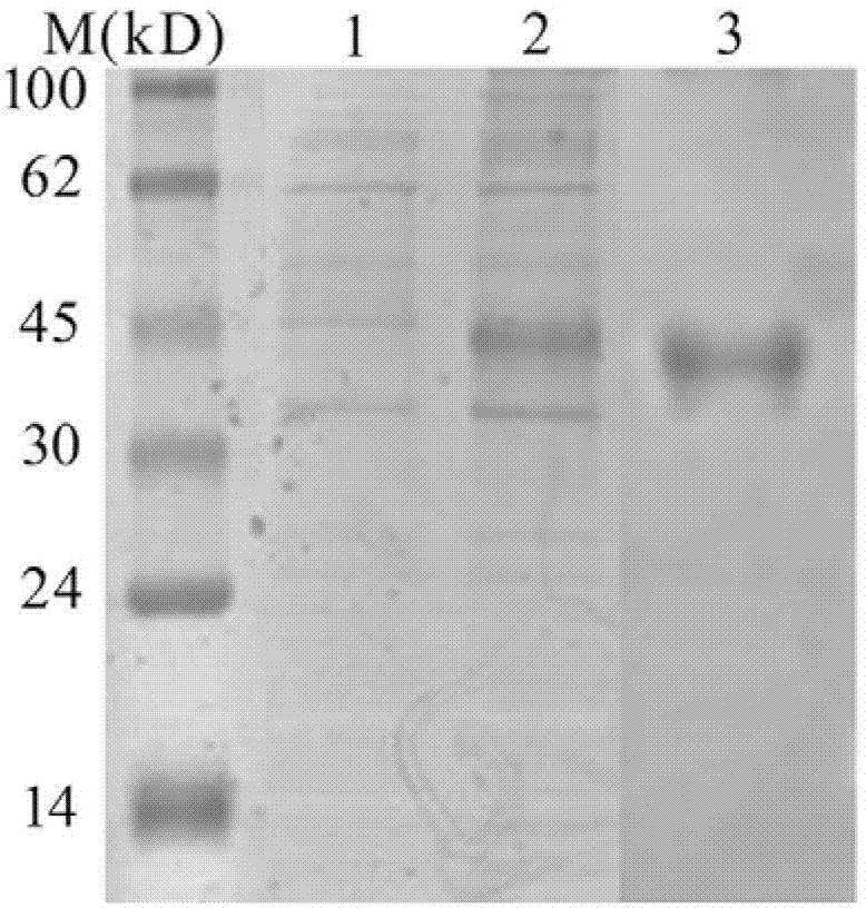 Amphioxus agglutinoid and expressed genes and application thereof
