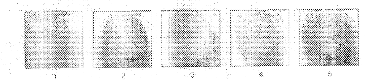 Method for obtaining human skin DNA samples with an adhesive sheet