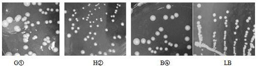 Indigenous Saccharomyces cerevisiae strains, screening methods and applications