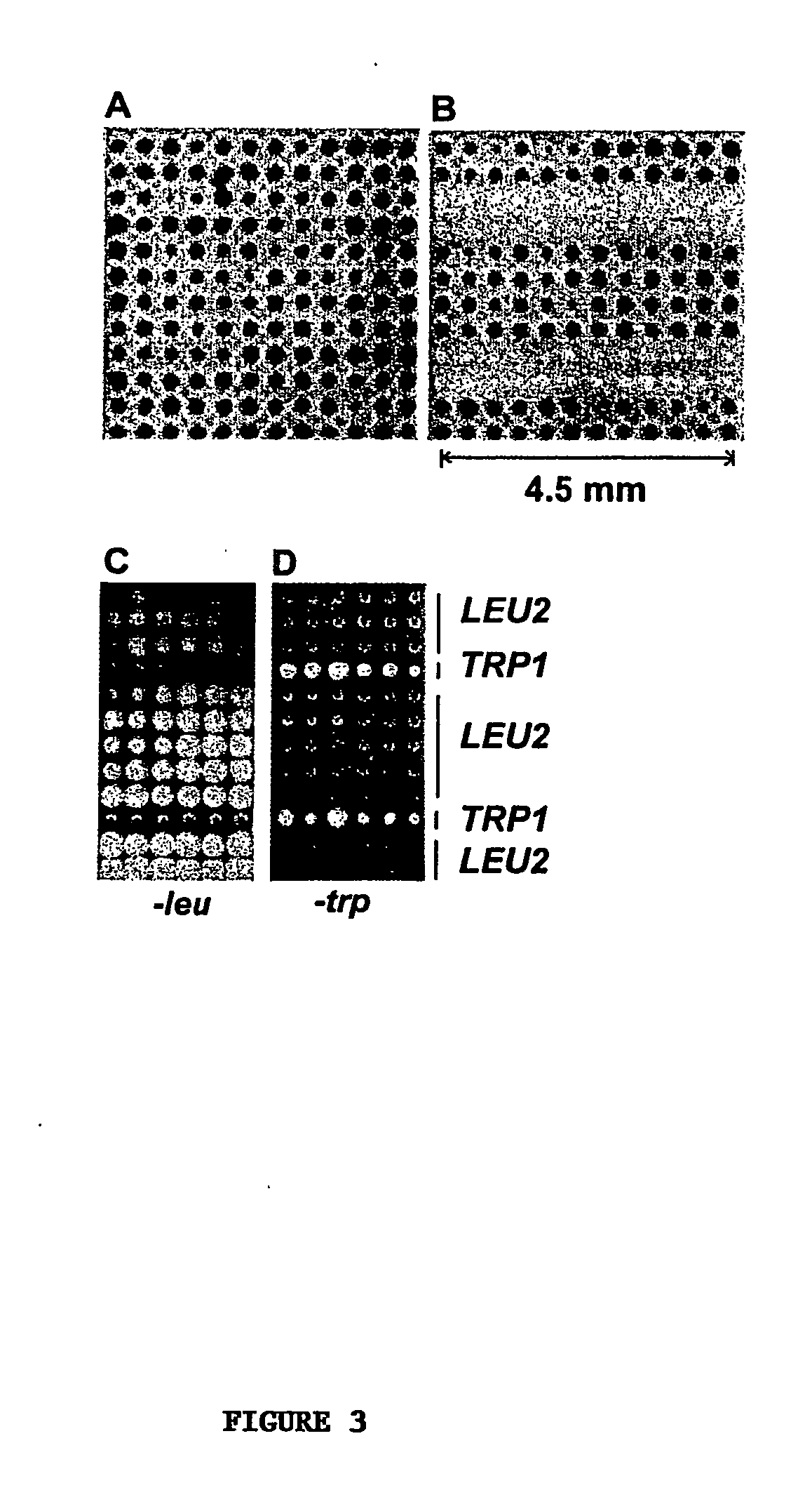 High-density cell microarrays for parallel functional determinations