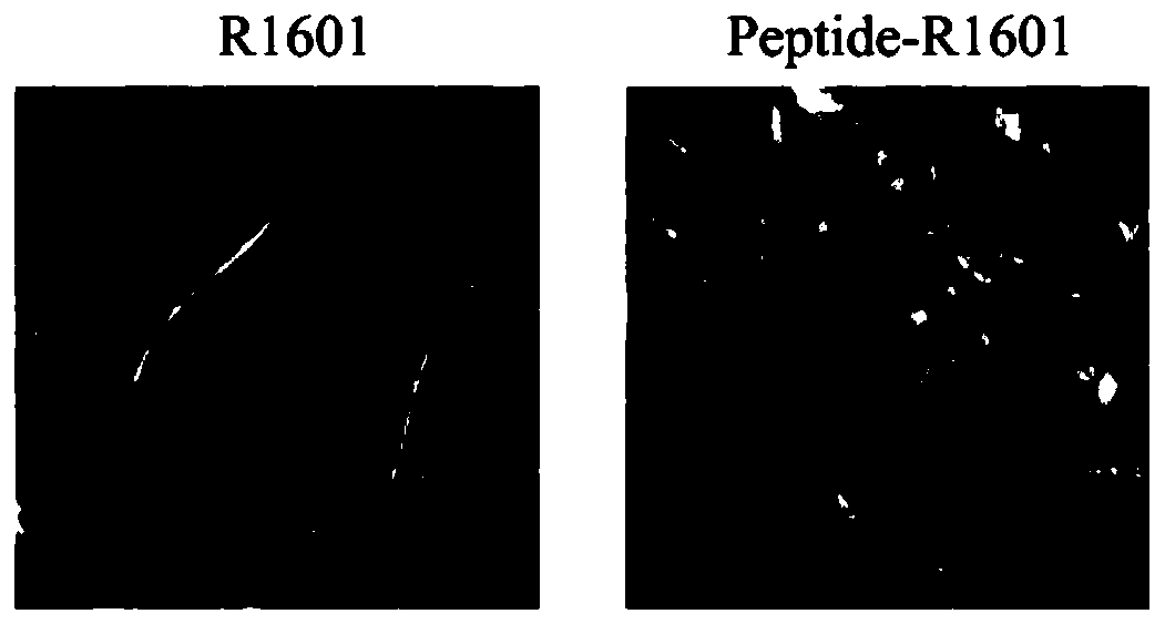 Method for improving content of peanut secretory peptide of peanut hairy roots
