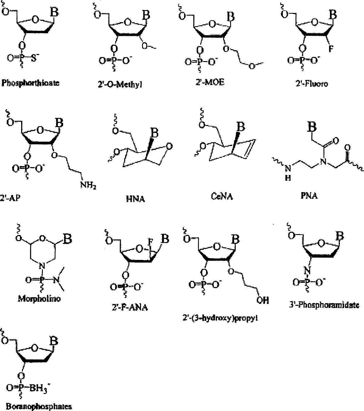 Oligomeric compounds for the modulation of survivin expression