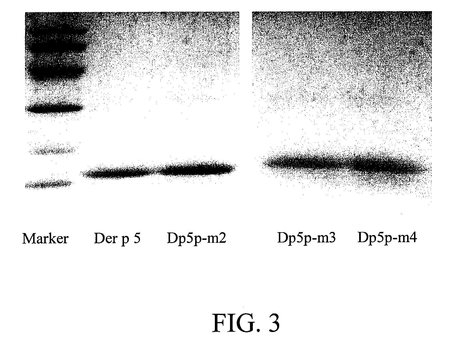 Modified Mite Allergen and Pharmaceutical uses Thereof