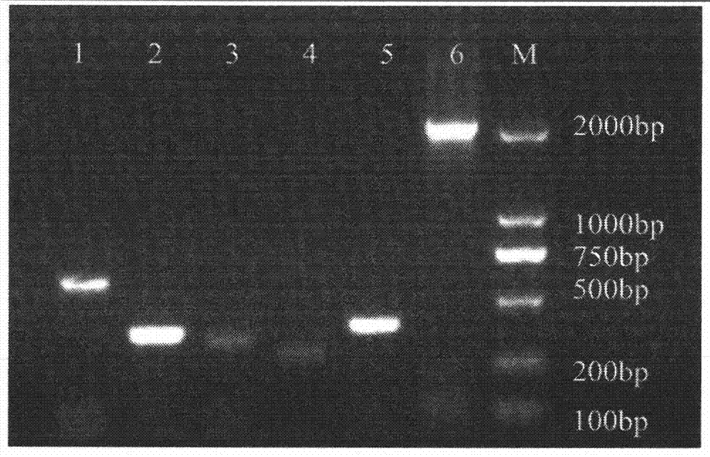 Preparation method of flavobacterium columnare genetic recombination vaccines