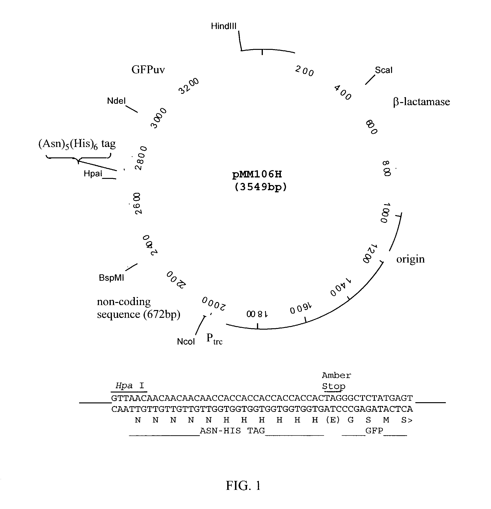 Method for producing proteins tagged at the N- or C-terminus