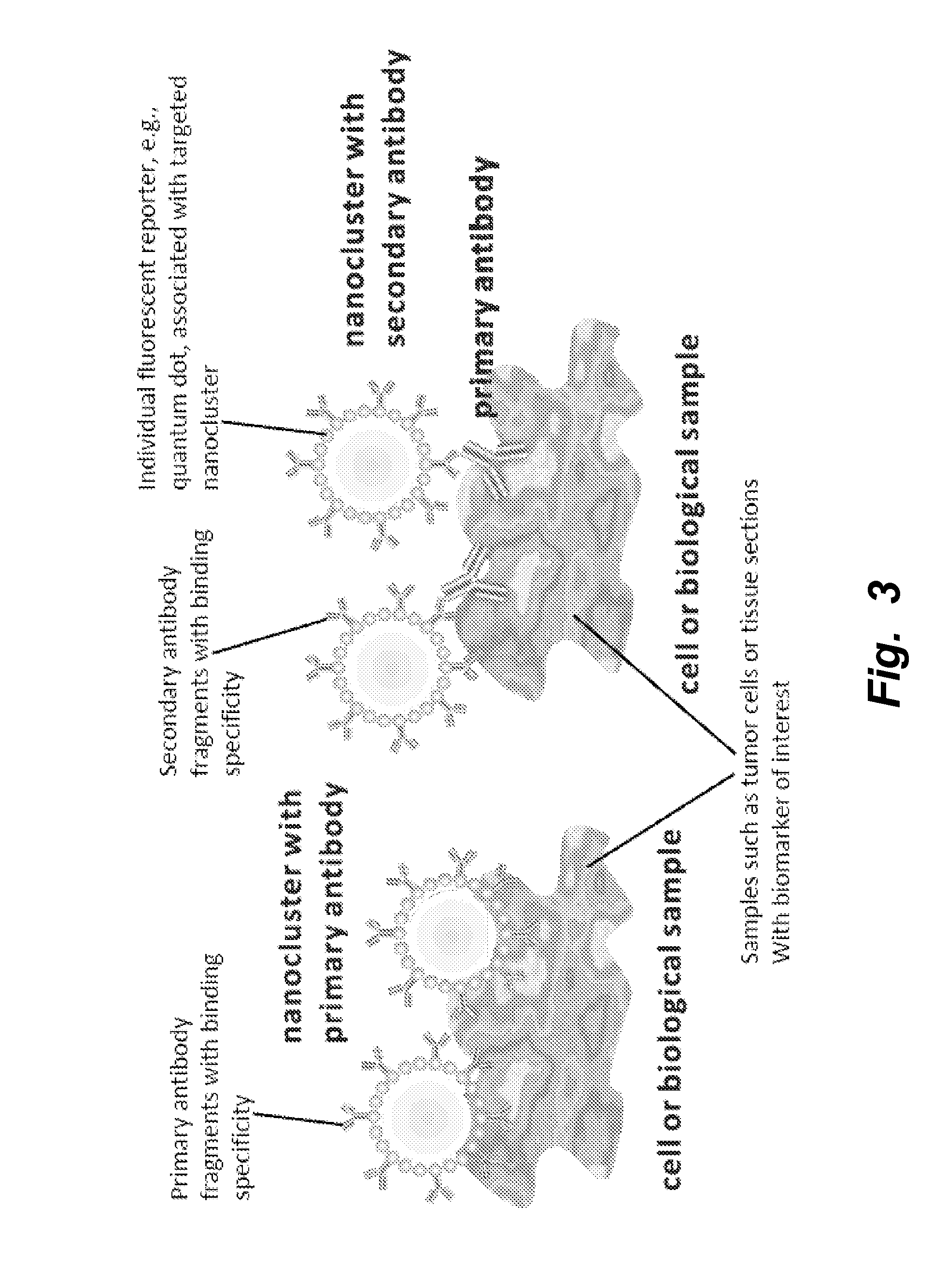 Targeted nanoclusters and methods of their use