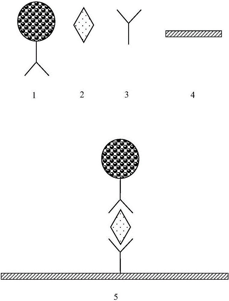 Microballoon-based cup type time resolution fluorescence myohemoglobin analysis kit, preparation method and application thereof