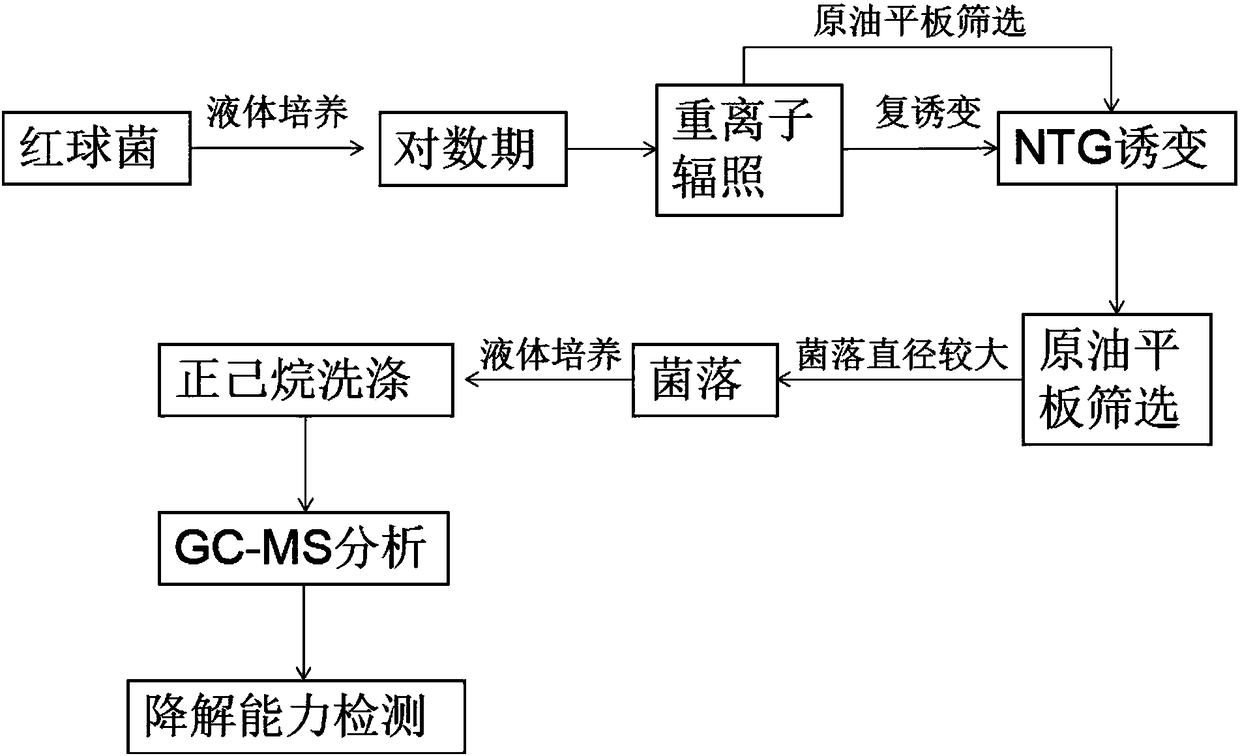 Induced mutation screening method and applications of Rhodococcus erythropolis bacterial strain YF28-1-4