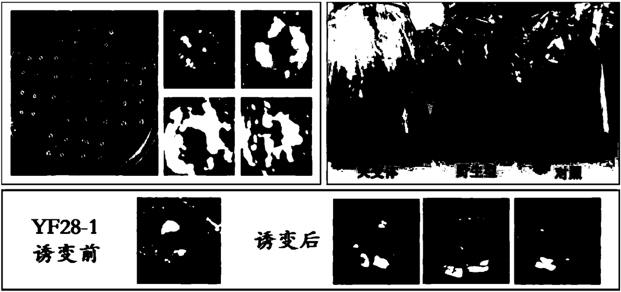 Induced mutation screening method and applications of Rhodococcus erythropolis bacterial strain YF28-1-4