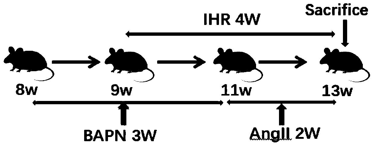 Construction method of obstructive sleep apnea and aortic dissection mouse model