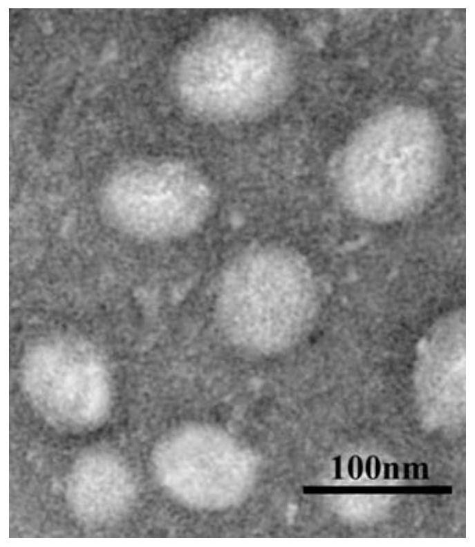 Nano-drug taking irinotecan as carrier as well as preparation method and application of nano-drug